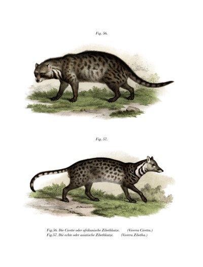 African Civet by German School